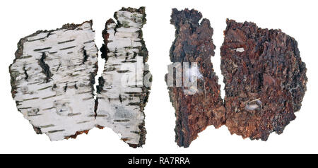 Die oberen und unteren Blick auf ein Fragment von Birke morschen Rinde mit einer Kolonie von wachsenden Wald flechten. Auf weissem Makro studio Isoliert Stockfoto
