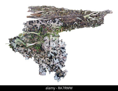 Fragment der natürliche europäische Wald blau Moos flechten Anlage auf pine Baumrinde. Isolierte ion White studio Makroaufnahme Stockfoto