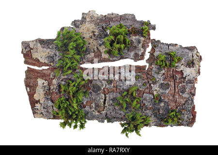 Tropische Insel Top View Konzept. Auf einem Stück Rinde der Eiche das grüne Moos wächst. Auf weissem studio Makroaufnahme isoliert Stockfoto