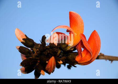 Flamboyant oder delonix Regia in einem tropischen Garten. blühenden Knospen gegen den blauen Himmel Stockfoto