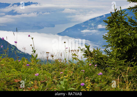 Thuner See in der Ferne, von der Panoramaweg rund um die Höhen der Schynige Platte, Berner Oberland, Schweiz: Höhere Flockenblume im Vordergrund Stockfoto