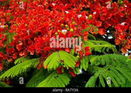 Poinciana (delonix Regia) in Brisbane, Australien Stockfoto