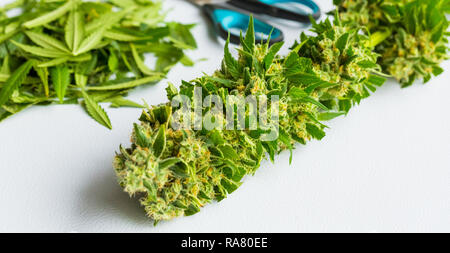 In der Nähe von frisch geernteten medizinisches Marihuana, Cannabis mit seiner Blätter abgeschnitten aus Stockfoto