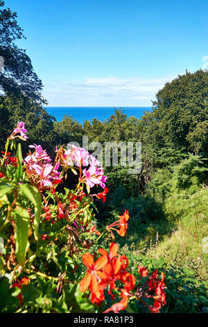 Blick über die Geranien an die Ostsee. In Lohme auf der Insel Rügen. Stockfoto