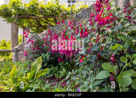 Blumen von Red dipladenia Mandevilla im Garten Stockfoto