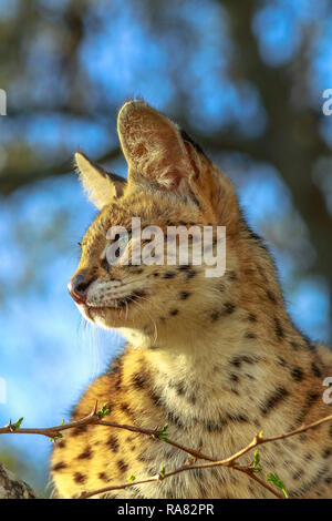 Serval ruht auf einem Baum im natürlichen Lebensraum mit unscharfem Hintergrund. Der wissenschaftliche Name ist Leptailurus Serval. Der serval ist eine gefleckte Wildkatze in Afrika. Vertikale erschossen. Stockfoto