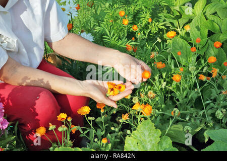 Eine Bäuerin Pausen Blumen eines medizinischen Ringelblume. Die Ernte getrocknet werden und das medizinische Tinktur gemacht werden. Sonnigen Juli morgen outdor Schuß Stockfoto