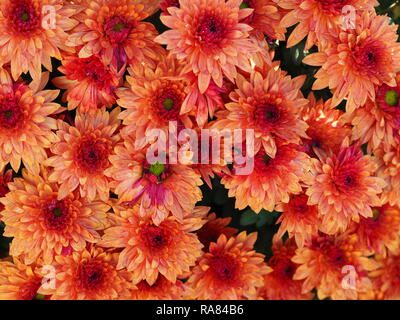 Dichten bunten orange und rosa Chrysanthemen Blumen auf einer Anlage Stockfoto