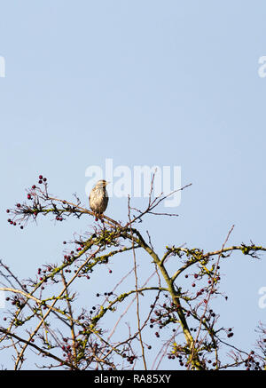 Rotdrossel (Turdus Iliacus) in der Spitze eines Hawthorn tree thront. Bodenham Herefordshire UK. Dezember 2018 Stockfoto