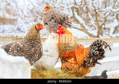 Hühner auf einem verschneiten Farm Stockfoto