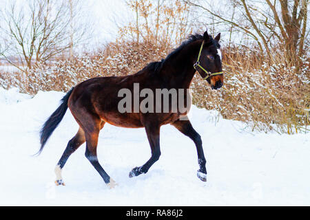 Pferd läuft in den Schnee an einem Wintertag Stockfoto