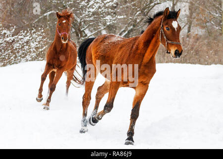 Pferde laufen eine nach der anderen im Schnee Stockfoto