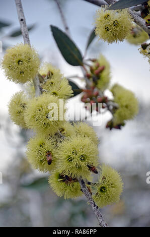 Bienen bestäubt, gelben Blüten der Desmond Mallee, Eukalyptus desmondensis, Familie Myrtaceae. Endemisch auf Mount Desmond, Ravensthorpe, W. Australien Stockfoto