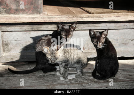 Kitten auf die Schritte, die Nga Phe Kyaung oder springenden Katzen moastery, Inle Lake, Myanmar (Birma) Stockfoto