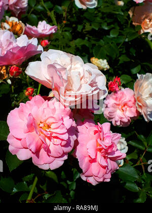 Blumen und Garten in Krakau, Polen Stockfoto