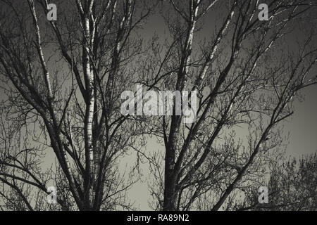 Sepia toning Baum branchs Stockfoto