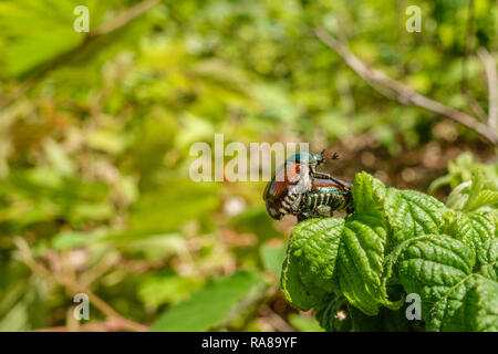 In der Nähe von japanischen Käfer Insekten Paarung vor dem Hintergrund der hellen grünen Blätter Stockfoto