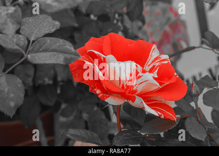 Hanky Panky ist ein fantastisches Rose, eine amerikanische Sorte, Witz groß, lose, auffallende Blüten, sind ein leuchtend orange-rot mit Streifen Stockfoto