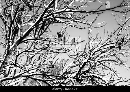 Vögel im Winter. Der Vogel saß auf einem Ast. Schwarz-weiß Foto. Stockfoto