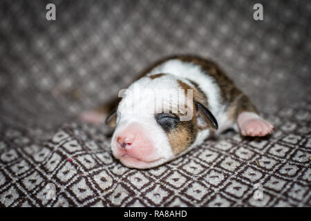 Porträt eines neugeborenen 3 Tage alten Pit Bull Welpen Stockfoto