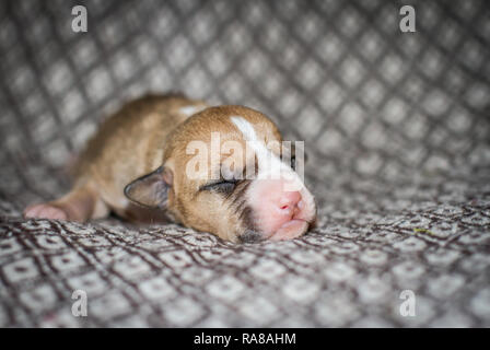 Porträt eines neugeborenen 3 Tage alten Bulldog-Welpen Stockfoto