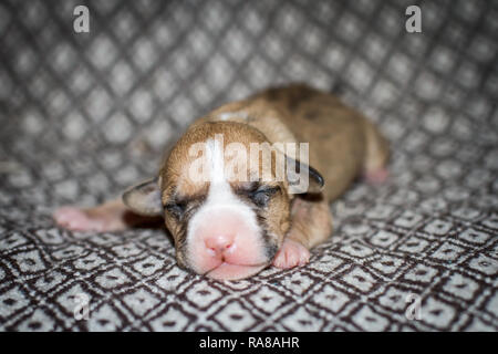 Porträt eines neugeborenen 3 Tage alten Bulldog-Welpen Stockfoto