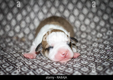 Porträt eines neugeborenen 3 Tage alten Bulldog-Welpen Stockfoto