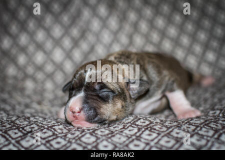 Porträt eines neugeborenen 3 Tage alten Bulldog-Welpen Stockfoto