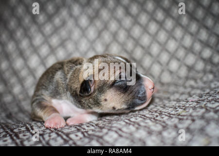 Porträt eines neugeborenen 3 Tage alten Bulldog-Welpen Stockfoto