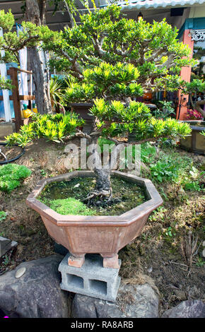 Asiatische Bonsai Baum in verglasten Garten Topf. Stockfoto