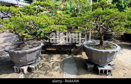 Asiatische Bonsai Bäume in verglasten Garten Töpfe. Stockfoto