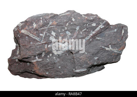 Chiastolite Hornfel Rock (andalusit Schiefer-metamorphes Gestein, durch porphyroblasts von chiastolite und cordierit in einer feinkörnigen Matrix dominiert) Stockfoto