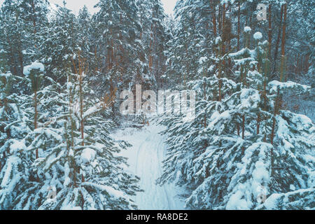 Pinienwald mit Schnee bedeckt. Natürliche winter Hintergrund. Winter Natur. Weihnachten Hintergrund Stockfoto