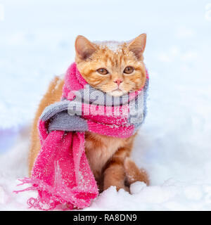 Kleine rote Kätzchen tragen Strickschal sitzt auf dem Schnee im Winter Stockfoto