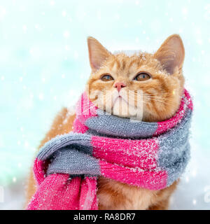 Kleine rote Kätzchen tragen Strickschal sitzt auf dem Schnee im Winter Stockfoto