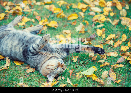 Die Katze liegt auf dem Rücken auf dem Gras, mit Laub im Herbst Garten abgedeckt Stockfoto