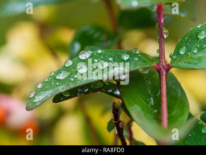 Eine Makroaufnahme von Regentropfen, die auf die grünen Blätter eines Gartens Bush. Stockfoto