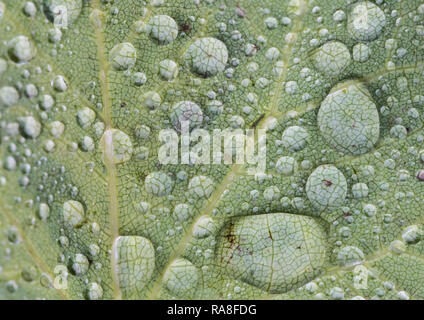 Eine Makroaufnahme von Regentropfen, die auf einem grünen Blatt. Stockfoto