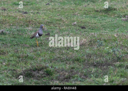 Graue Kiebitz (Vanellus cinereus) Stockfoto