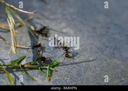 Eine Kolonie von Ant auf der Suche nach Nahrung in den Wilden tagsüber Stockfoto