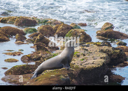 California Sea Lion Sonnen auf Felsen in der Nähe von tha Pazifischen Ozean Stockfoto