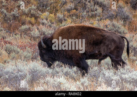 Bison im Sagebrush Wohnungen vom Grand Teton National Park Stockfoto