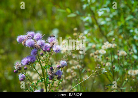 Biene nippen an wilden Blumen. Stockfoto