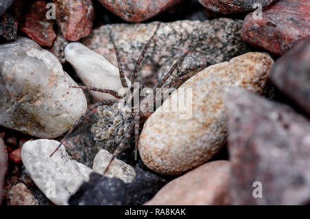 Eine Frau Wolf Spider der Familie Pardosa, (Thin-legged Wolf Spinnen) trägt Ihr jungen spiderling oder Jungtiere auf dem Rücken durch steiniges Gelände. Stockfoto