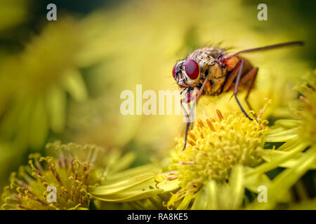 Haus Fliegen Familie Muscidae Mannlich Stockfoto Bild