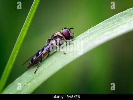 Diese Hoverfly war schön auf einem Gras Blade auf einer Wiese in der Nähe der Küste in Jemimaville auf der Black Isle, Schottland posieren. Stockfoto