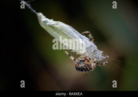 Eine unglückliche kleine weiße Schmetterling ist von einem Garten Spinne gefangen genommen und für seine nächste Mahlzeit verpackt bereit. Stockfoto