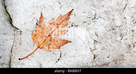 Eine herbstliche Blatt auf bietet einen schönen Kontrast zu diesem natürlichen abstrakt, mit Textur, negativen Raum und Gegensatz zu einem weißen Quarz rock gefallen. Stockfoto