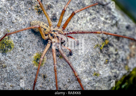 Dies ist ein männlicher Riese Haus Spider Tegenaria atrica Eratigena Topik genannt. Typisch ist das Männchen zu sehen, wie der weibliche verborgen bleibt. Stockfoto