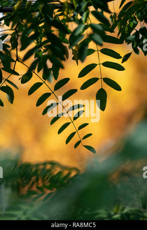 Robinie x Hillieri slavinii''. Locust Tree' Hillieri" Blätter Silhouette im Herbst Stockfoto